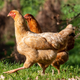 Illustration for article titled These lab-grown chicken nuggets will blind you with science